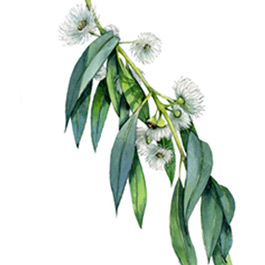 Eucalyptus